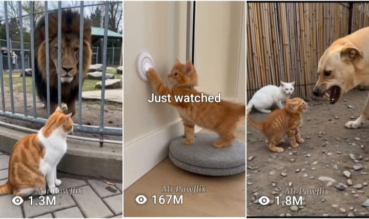 Mr Pawflix