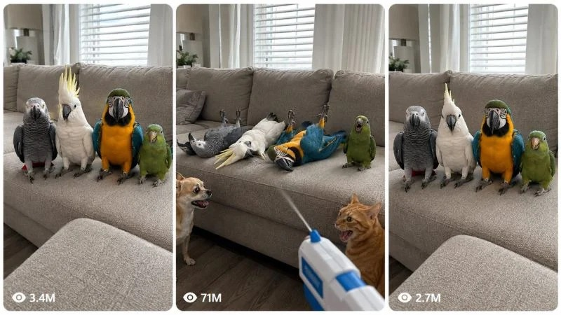 PARROT NICHE